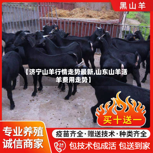 【济宁山羊行情走势最新,山东山羊活羊费用走势】-第1张图片