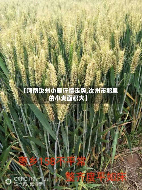 【河南汝州小麦行情走势,汝州市那里的小麦面积大】-第1张图片