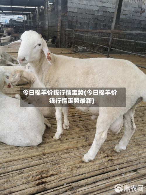 今日棉羊价钱行情走势(今日棉羊价钱行情走势最新)-第2张图片
