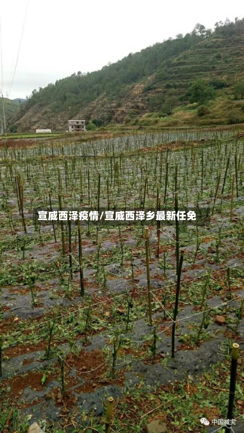 宣威西泽疫情/宣威西泽乡最新任免-第2张图片