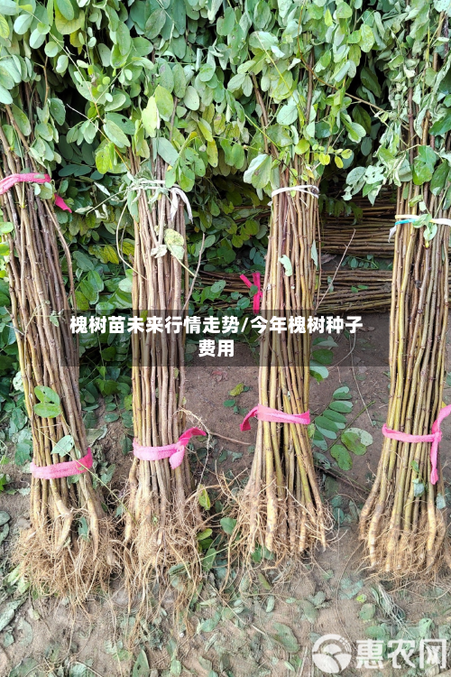 槐树苗未来行情走势/今年槐树种子费用-第2张图片