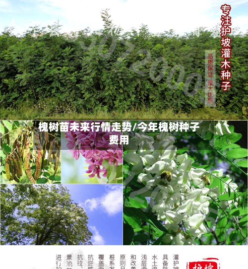 槐树苗未来行情走势/今年槐树种子费用-第3张图片