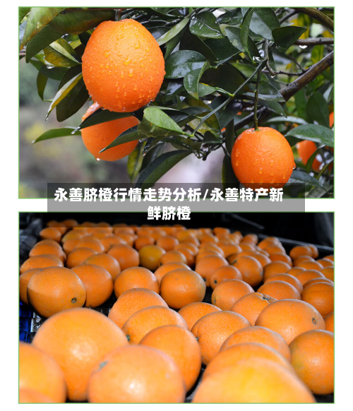 永善脐橙行情走势分析/永善特产新鲜脐橙-第2张图片