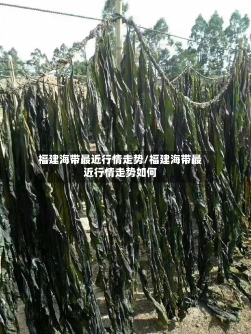 福建海带最近行情走势/福建海带最近行情走势如何-第2张图片