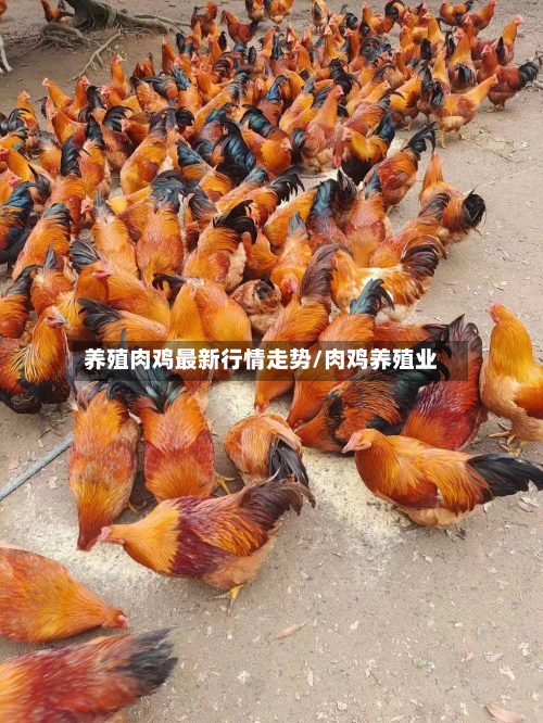 养殖肉鸡最新行情走势/肉鸡养殖业-第1张图片