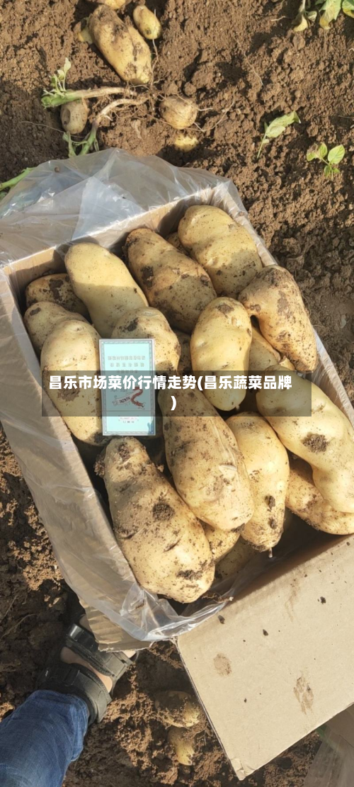 昌乐市场菜价行情走势(昌乐蔬菜品牌)-第3张图片