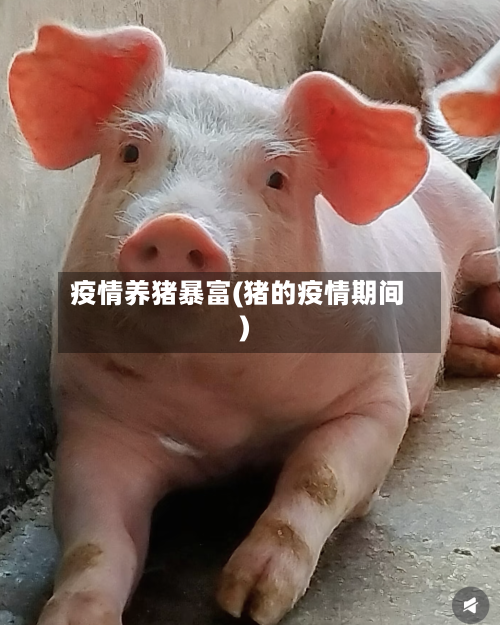 疫情养猪暴富(猪的疫情期间)-第1张图片