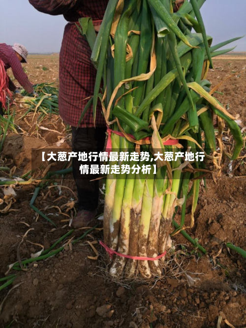 【大葱产地行情最新走势,大葱产地行情最新走势分析】-第1张图片