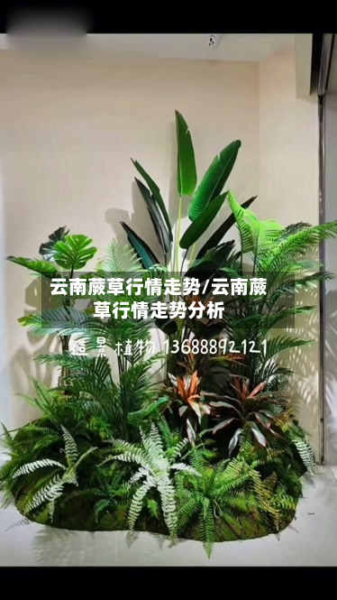 云南蕨草行情走势/云南蕨草行情走势分析-第1张图片