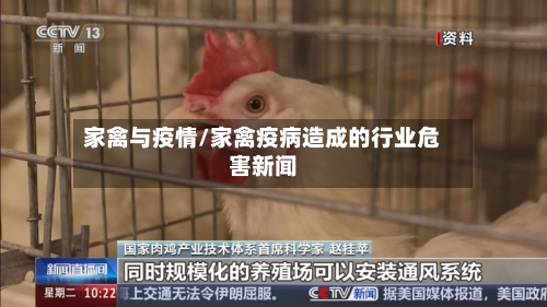 家禽与疫情/家禽疫病造成的行业危害新闻-第1张图片