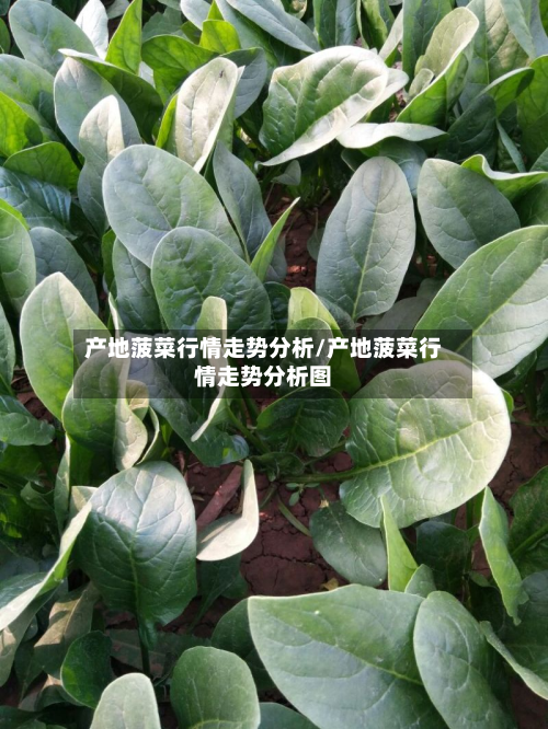 产地菠菜行情走势分析/产地菠菜行情走势分析图-第1张图片