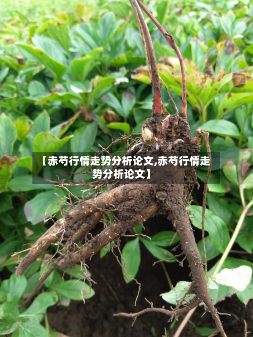 【赤芍行情走势分析论文,赤芍行情走势分析论文】-第1张图片
