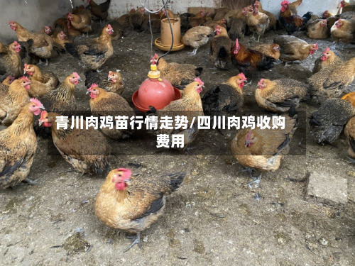 青川肉鸡苗行情走势/四川肉鸡收购费用-第3张图片