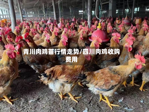 青川肉鸡苗行情走势/四川肉鸡收购费用-第2张图片