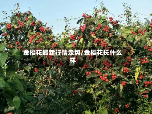 金樱花最新行情走势/金樱花长什么样-第2张图片