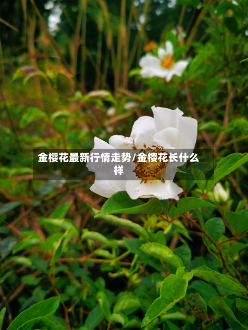 金樱花最新行情走势/金樱花长什么样-第1张图片