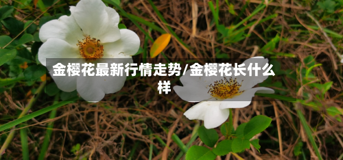 金樱花最新行情走势/金樱花长什么样-第3张图片