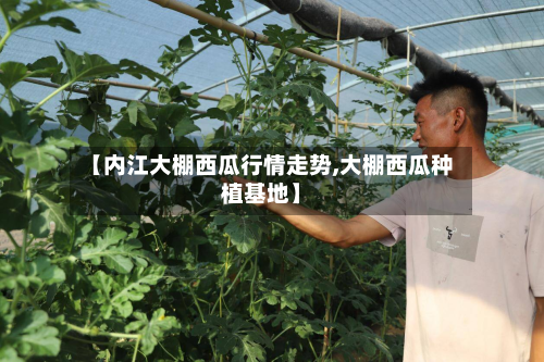 【内江大棚西瓜行情走势,大棚西瓜种植基地】-第1张图片