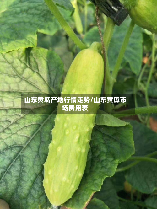 山东黄瓜产地行情走势/山东黄瓜市场费用表-第1张图片