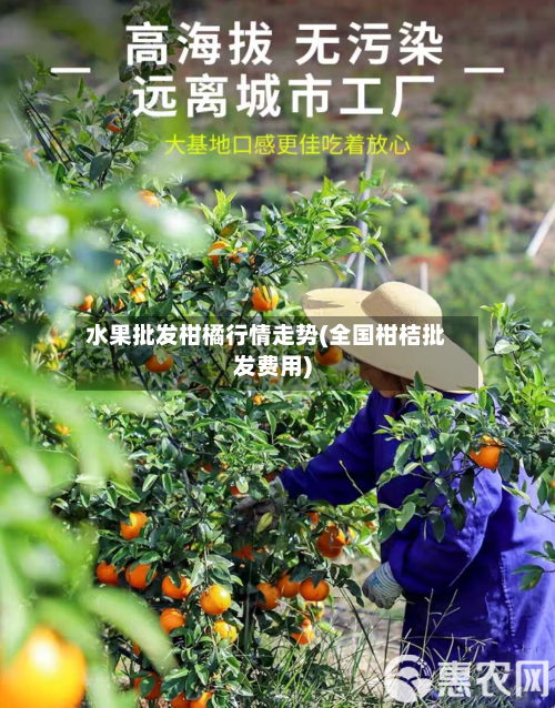 水果批发柑橘行情走势(全国柑桔批发费用)-第1张图片