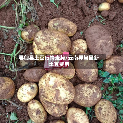 寻甸县土豆行情走势/云南寻甸最新土豆费用-第1张图片