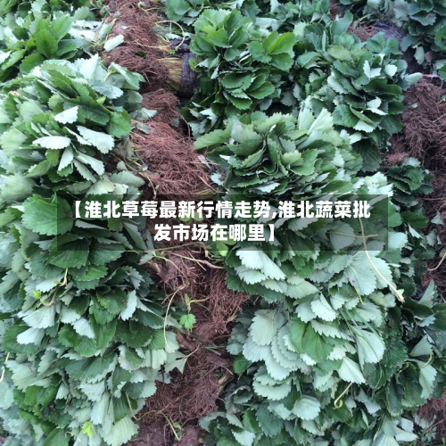 【淮北草莓最新行情走势,淮北蔬菜批发市场在哪里】-第1张图片