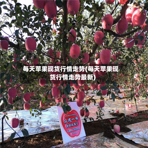 每天苹果现货行情走势(每天苹果现货行情走势最新)-第3张图片