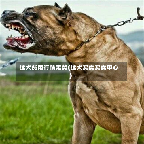 猛犬费用行情走势(猛犬买卖买卖中心)-第1张图片