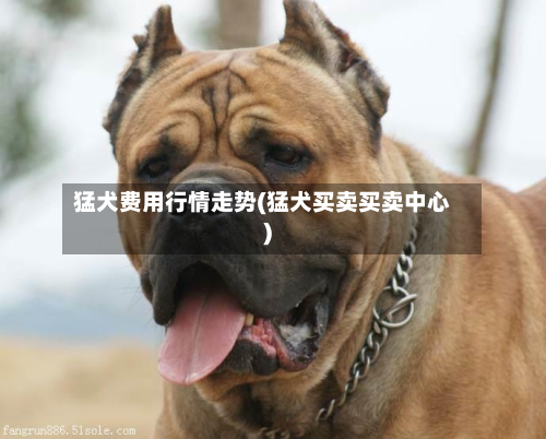 猛犬费用行情走势(猛犬买卖买卖中心)-第2张图片
