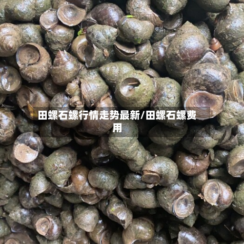 田螺石螺行情走势最新/田螺石螺费用-第1张图片