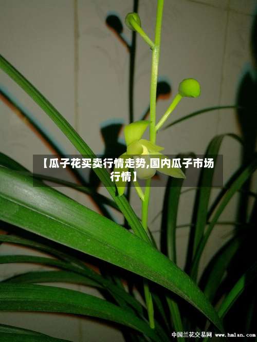 【瓜子花买卖行情走势,国内瓜子市场行情】-第3张图片