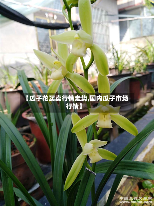 【瓜子花买卖行情走势,国内瓜子市场行情】-第1张图片