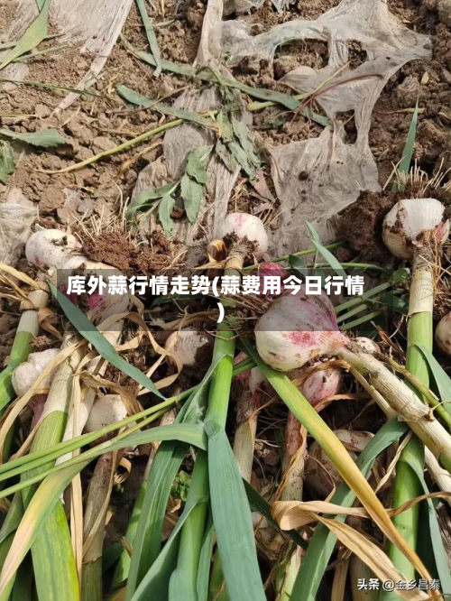 库外蒜行情走势(蒜费用今日行情)-第1张图片