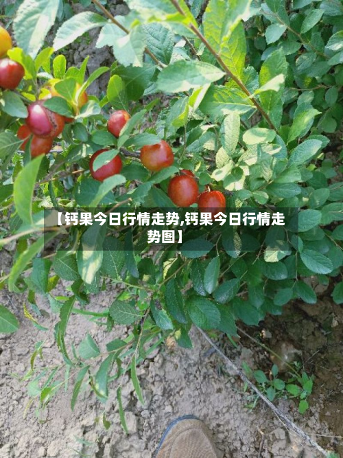 【钙果今日行情走势,钙果今日行情走势图】-第1张图片