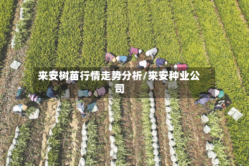 来安树苗行情走势分析/来安种业公司-第1张图片