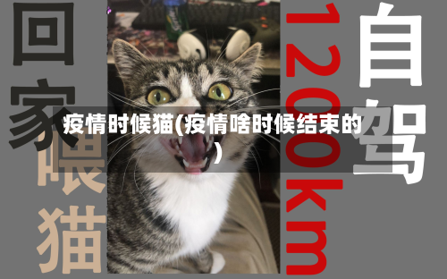 疫情时候猫(疫情啥时候结束的)-第1张图片