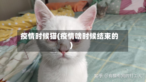 疫情时候猫(疫情啥时候结束的)-第2张图片