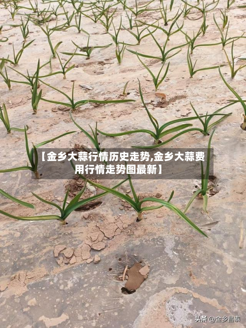 【金乡大蒜行情历史走势,金乡大蒜费用行情走势图最新】-第1张图片