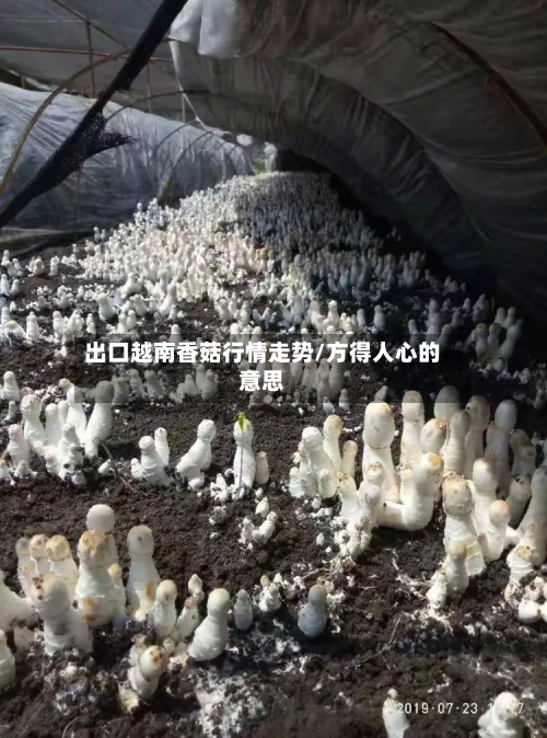 出口越南香菇行情走势/方得人心的意思-第1张图片