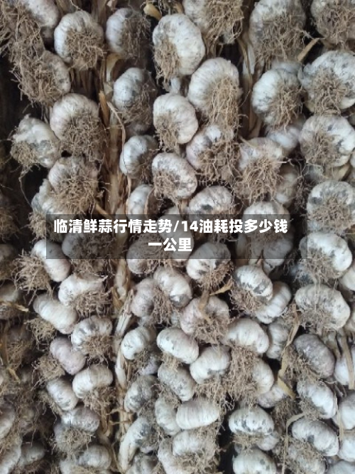 临清鲜蒜行情走势/14油耗投多少钱一公里-第1张图片