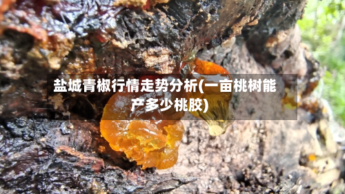 盐城青椒行情走势分析(一亩桃树能产多少桃胶)-第3张图片