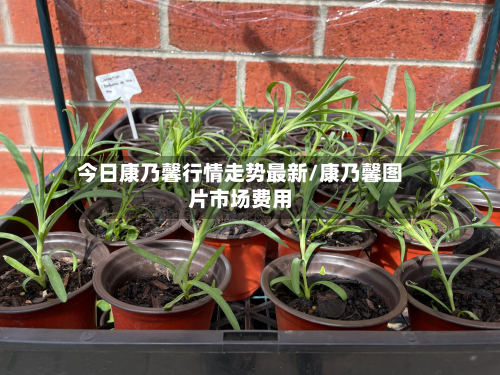 今日康乃馨行情走势最新/康乃馨图片市场费用-第2张图片