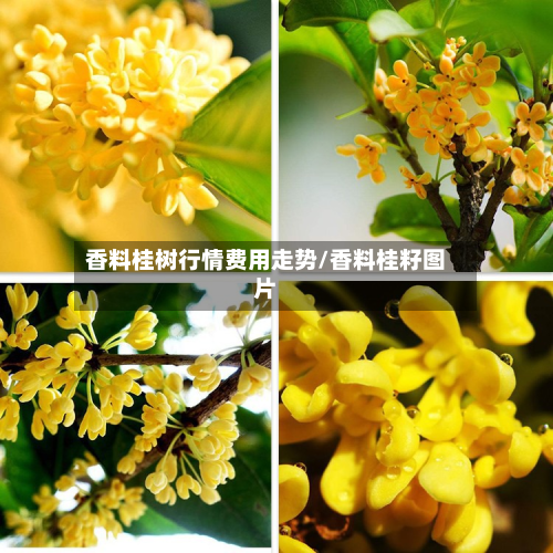 香料桂树行情费用走势/香料桂籽图片-第1张图片