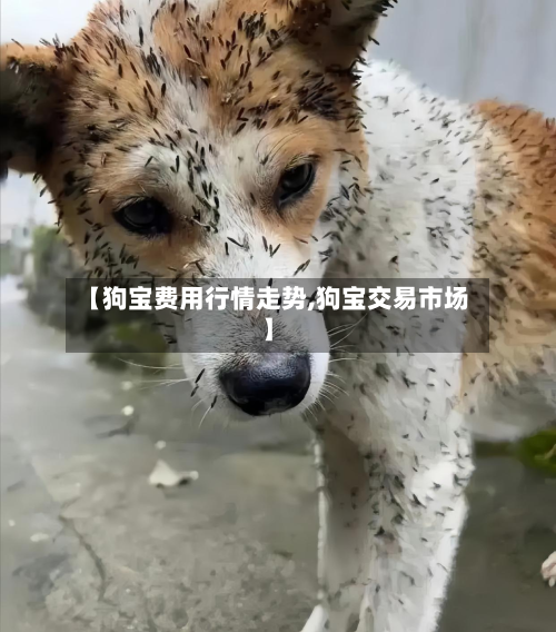 【狗宝费用行情走势,狗宝交易市场】-第2张图片