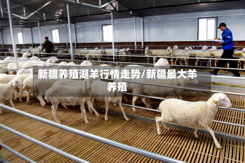 新疆养殖湖羊行情走势/新疆最大羊养殖-第2张图片