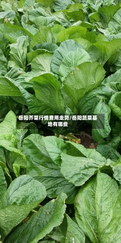 岳阳芥菜行情费用走势/岳阳蔬菜基地有哪些-第2张图片