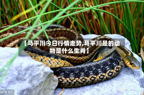 【马平川今日行情走势,马平川是的动物是什么生肖】-第1张图片