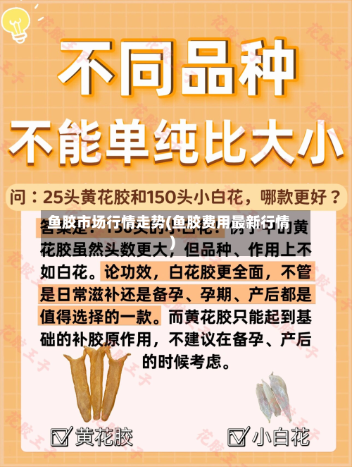 鱼胶市场行情走势(鱼胶费用最新行情)-第1张图片