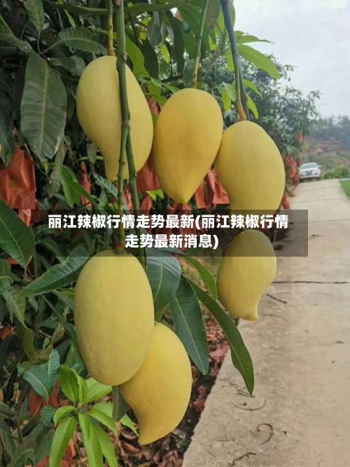 丽江辣椒行情走势最新(丽江辣椒行情走势最新消息)-第2张图片